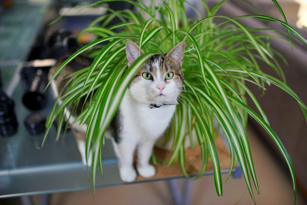Cat resting in spider plant