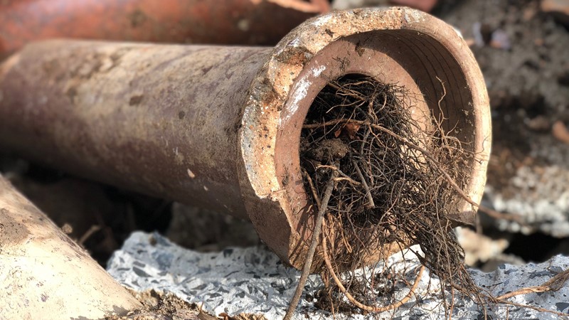 How to Prevent Tree Roots from Penetrating Your Sewer Pipes