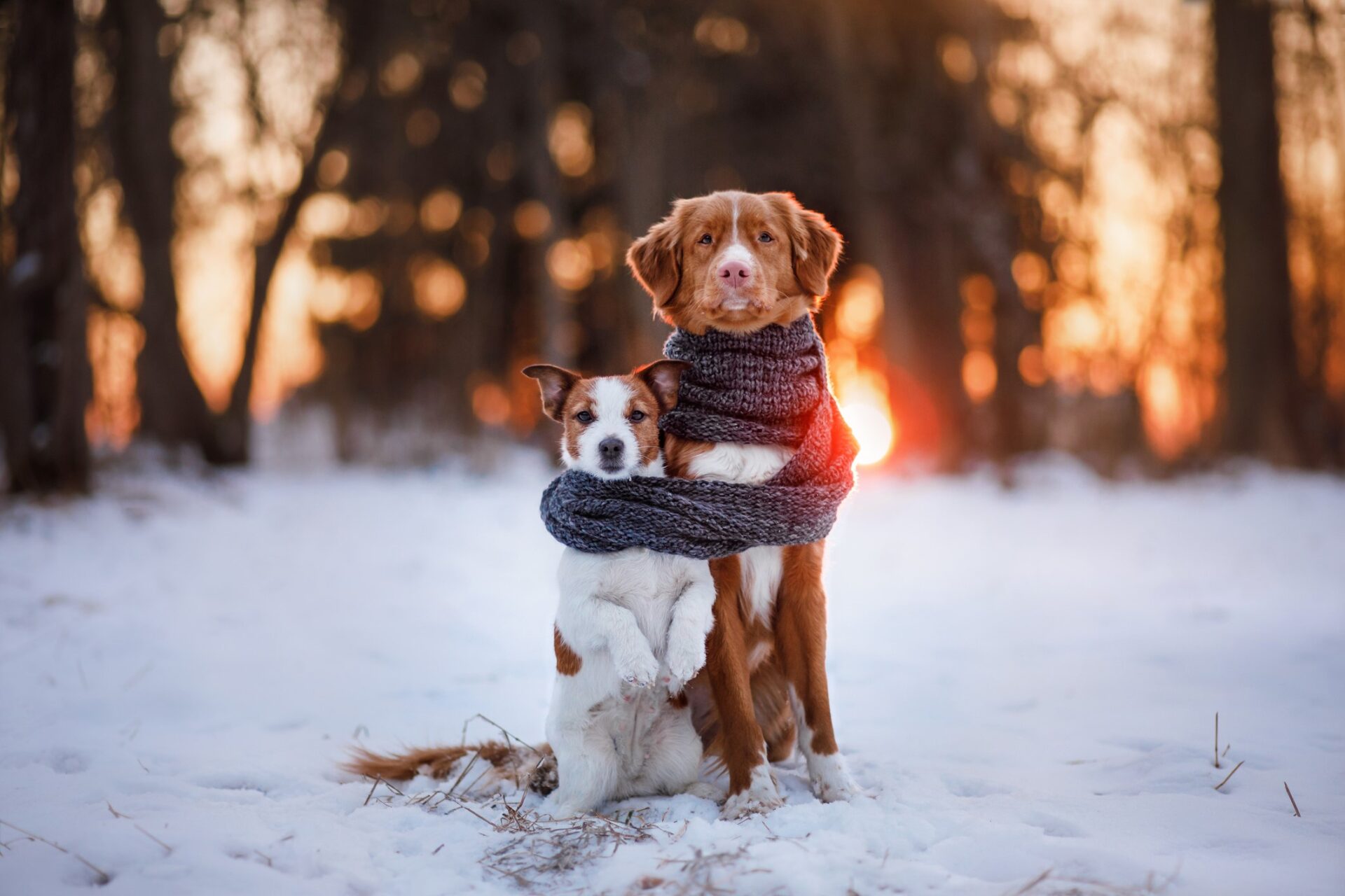 Dogs standing in deep snow during extreme cold weather, showing how pets cope with freezing winter conditions.
