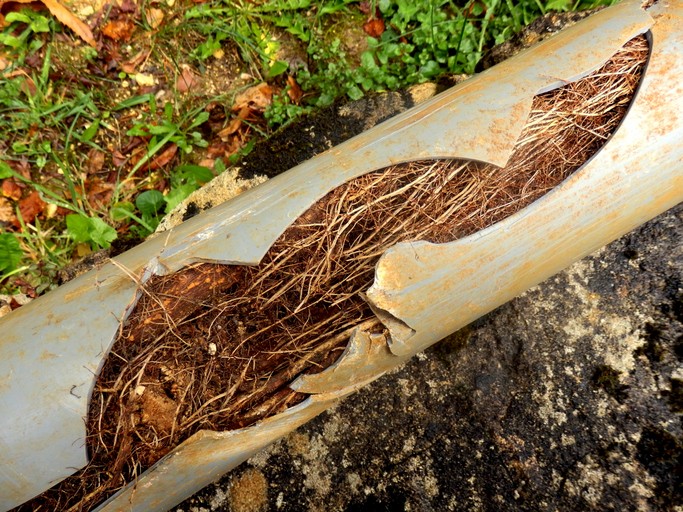 Cracked sewer line in Franklin Township with tree roots intruding.